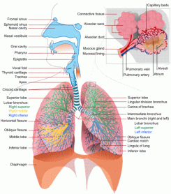respiratory system diagram