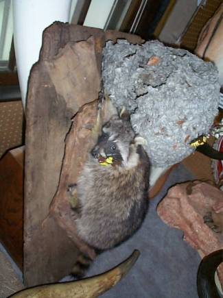 racoon bee hive