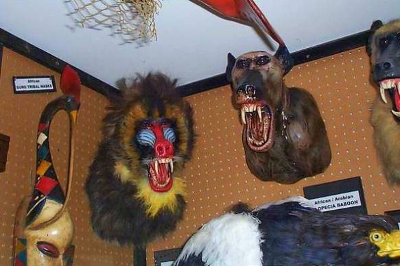 taxidermy pegboard