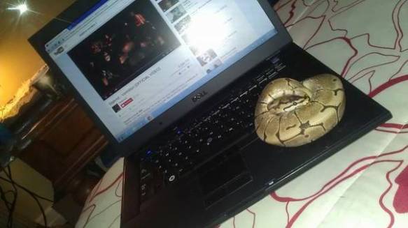 the python is for sale