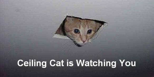 ceiling cat is watching you