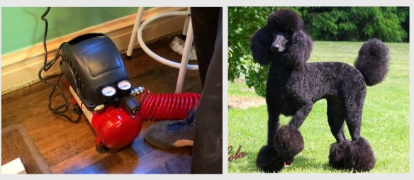 nail gun or poodle